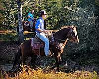 family-quarter-horse