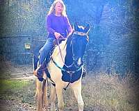 kids-tennessee-walking-horse