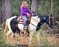 family-tennessee-walking-horse