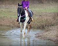 broke-tennessee-walking-horse