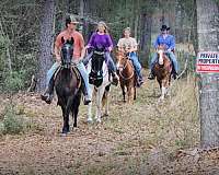 family-paso-fino-horse