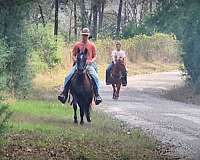 broke-paso-fino-horse