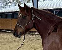 chestnut-mare-for-sale