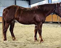 15-hand-gypsy-vanner-mare