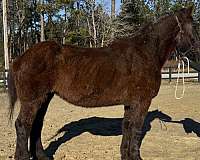 black-percheron-mare