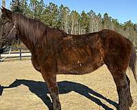 christmas-percheron-horse