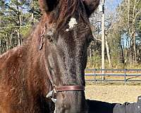 little-percheron-horse