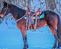 athletic-kentucky-mountain-horse