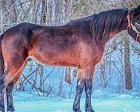 beginner-kentucky-mountain-horse