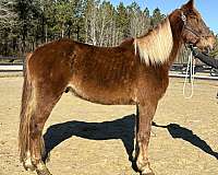 can-go-any-direction-draft-horse