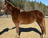 morgan-mare-draft-horse