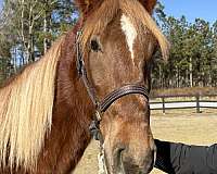 right-draft-horse