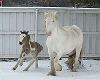 buckskin-tobiano-blue-eyed-homozygous-horse