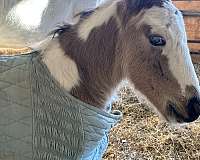 blue-eyed-buckskin-gypsy-vanner-horse