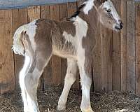 blues-gypsy-vanner-horse