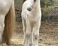 gypsy-vanner-horse-for-sale