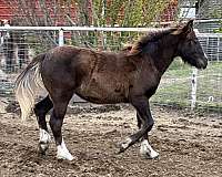 gypsy-vanner-filly