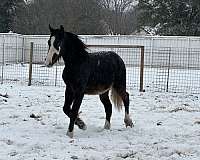 buckskin-gvhs-foal