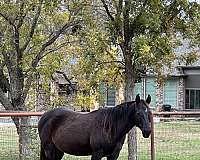 gypsy-vanner-horse-for-sale