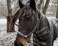 bay-small-star-2-corent-hinds-horse