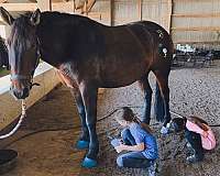 percheron-gelding