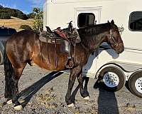 percheron-horse