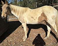 cross-paint-standardbred-horse