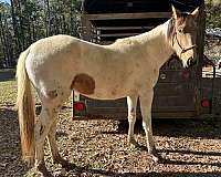 project-paint-standardbred-horse