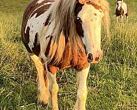 chestnut-gvhs-foal