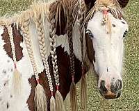 palomino-gvhs-foal