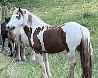 gypsy-vanner-mare