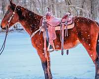 all-around-kentucky-mountain-horse