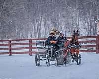 athletic-kentucky-mountain-horse