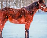 drill-team-kentucky-mountain-horse