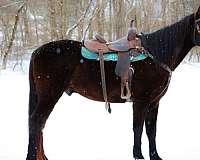 all-around-missouri-fox-trotter-horse