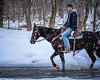 endurance-missouri-fox-trotter-horse