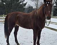 barrel-trail-standardbred-horse