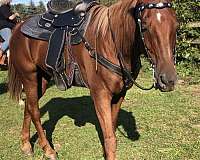 standardbred-gelding