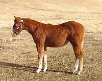 athletic-quarter-horse