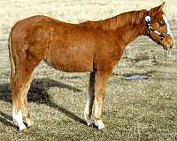 calf-roping-quarter-horse