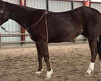 barrel-quarter-horse