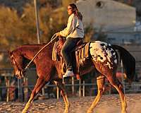 beginner-appaloosa-pony