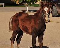 all-around-project-quarter-horse