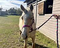 cremello-classical-horse