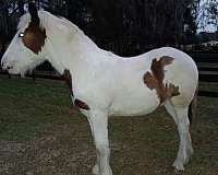 blue-eyed-homozygous-tobiano-colt