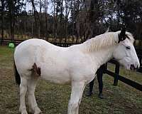 blue-eyed-homozygous-tobiano-gypsy-vanner-horse