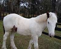 tobiano-blue-eyed-homozygous-horse