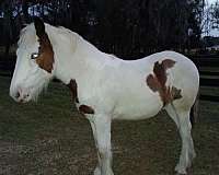 blue-eyed-homozygous-tobiano-horse