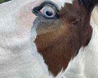 blue-eyed-homozygous-tobiano