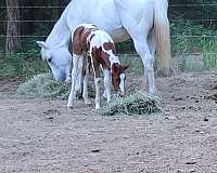 red-dapple-grey-paint-horse